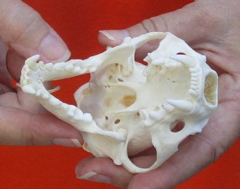 A-Grade North American River Otter Skull 4-1/4 inches long, available for purchase $49