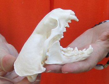 A-Grade North American River Otter Skull 4-1/4 inches long, available for purchase $49