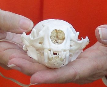 A-Grade North American River Otter Skull 4-1/4 inches long, available for purchase $49