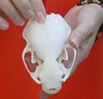 A-Grade North American River Otter Skull 4-1/4 inches long, available for purchase $49