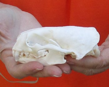 A-Grade North American River Otter Skull 4-1/4 inches long, available for purchase $49