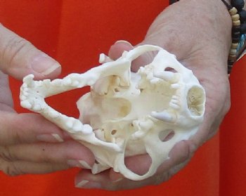 A-Grade North American River Otter Skull 4-1/4 inches long, available for purchase $49