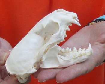 A-Grade North American River Otter Skull 4-1/4 inches long, available for purchase $49