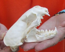 A-Grade North American River Otter Skull 4-1/4 inches long, available for purchase $49