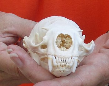 A-Grade North American River Otter Skull 4-1/4 inches long, available for purchase $49