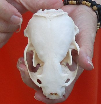 A-Grade North American River Otter Skull 4-1/4 inches long, available for purchase $49