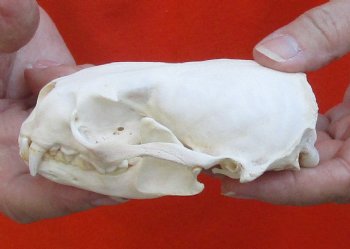 A-Grade North American River Otter Skull 4-1/4 inches long, available for purchase $49