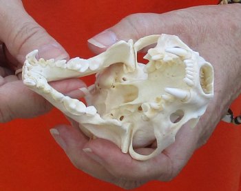 A-Grade North American River Otter Skull 4-1/4 inches long, available for purchase $49