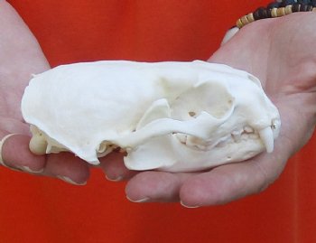 A-Grade North American River Otter Skull 4-1/4 inches long, available for purchase $49