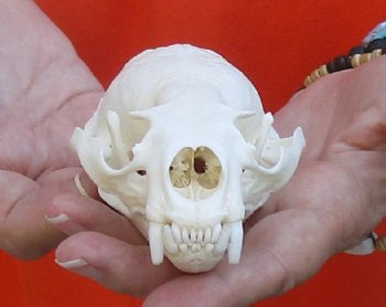A-Grade North American River Otter Skull 4-1/4 inches long, available for purchase $49