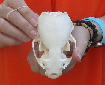 A-Grade North American River Otter Skull 4-1/4 inches long, available for purchase $49