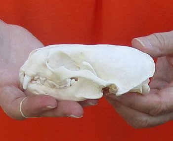A-Grade North American River Otter Skull 4-1/4 inches long, available for purchase $49