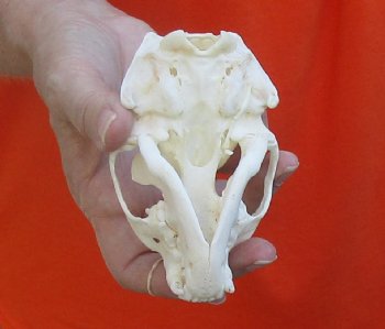 A-Grade North American River Otter Skull 4-1/4 inches long, available for purchase $49