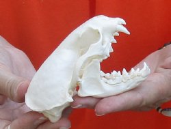 A-Grade North American River Otter Skull 4-1/4 inches long, available for purchase $49