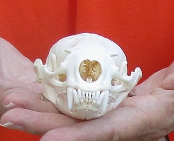 A-Grade North American River Otter Skull 4-1/4 inches long, available for purchase $49