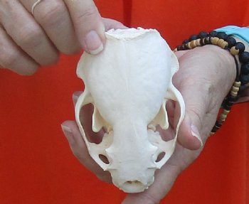 A-Grade North American River Otter Skull 4-1/4 inches long, available for purchase $49