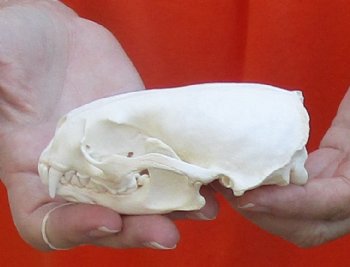 A-Grade North American River Otter Skull 4-1/4 inches long, available for purchase $49