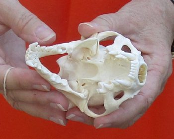 A-Grade North American River Otter Skull 4-1/4 inches long, available for purchase $49