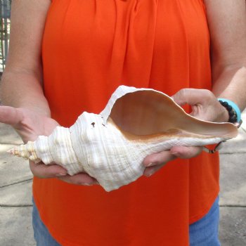 11 inches horse conch for sale, Florida's state seashell - Buy Now for $27