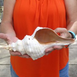 11 inches horse conch for sale, Florida's state seashell - Buy Now for $27