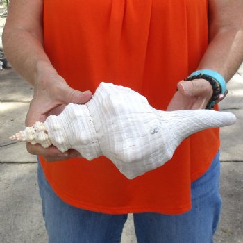 11 inches horse conch for sale, Florida's state seashell - Buy Now for $27