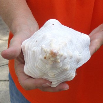 11 inches horse conch for sale, Florida's state seashell - Buy Now for $27