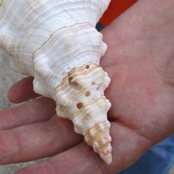 11 inches horse conch for sale, Florida's state seashell - Buy Now for $27
