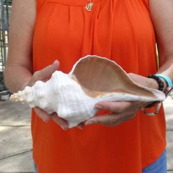 11 inches horse conch for sale, Florida's state seashell - Buy Now for $27