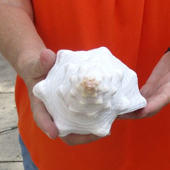 11 inches horse conch for sale, Florida's state seashell - Buy Now for $27
