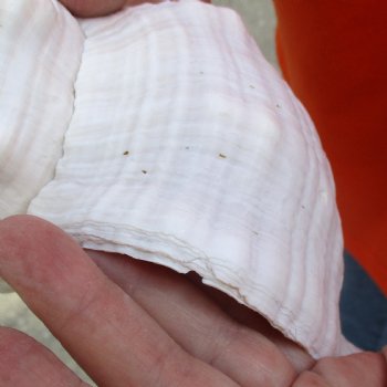 11 inches horse conch for sale, Florida's state seashell - Buy Now for $27