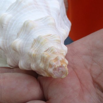 11 inches horse conch for sale, Florida's state seashell - Buy Now for $27