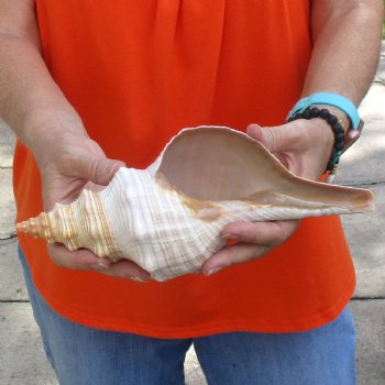 11 inches horse conch for sale, Florida's state seashell - Buy Now for $27