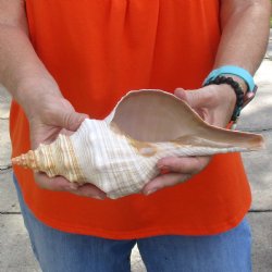 11 inches horse conch for sale, Florida's state seashell - Buy Now for $27