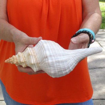 11 inches horse conch for sale, Florida's state seashell - Buy Now for $27