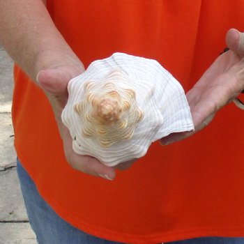 11 inches horse conch for sale, Florida's state seashell - Buy Now for $27
