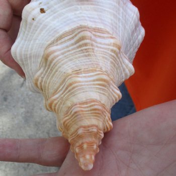 11 inches horse conch for sale, Florida's state seashell - Buy Now for $27