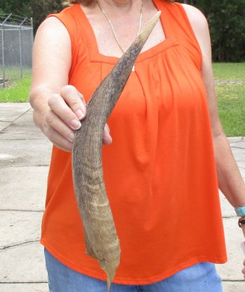 Buy this Craft-Grade 19 inch authentic Nyala Horn for $15