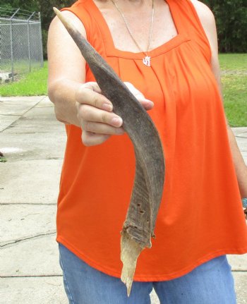 Buy this Craft-Grade 19 inch authentic Nyala Horn for $15