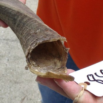 Buy this Craft-Grade 19 inch authentic Nyala Horn for $15