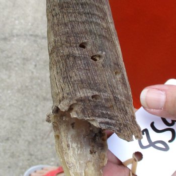 Buy this Craft-Grade 19 inch authentic Nyala Horn for $15