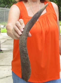 Buy this Craft-Grade 21 inch authentic Nyala Horn for $15