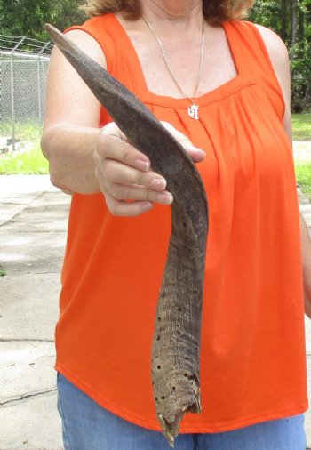 Buy this Craft-Grade 21 inch authentic Nyala Horn for $15