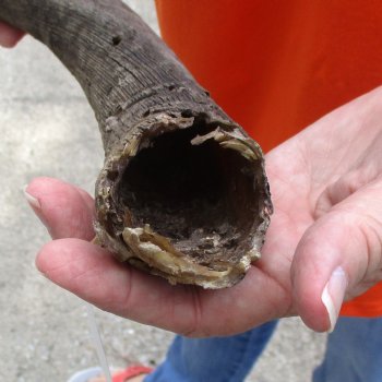Buy this Craft-Grade 21 inch authentic Nyala Horn for $15