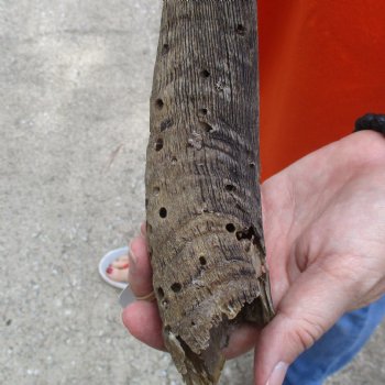 Buy this Craft-Grade 21 inch authentic Nyala Horn for $15