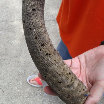 Buy this Craft-Grade 21 inch authentic Nyala Horn for $15