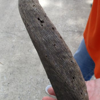 Buy this Craft-Grade 21 inch authentic Nyala Horn for $15