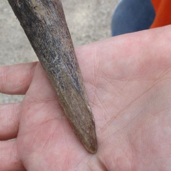 Buy this Craft-Grade 21 inch authentic Nyala Horn for $15