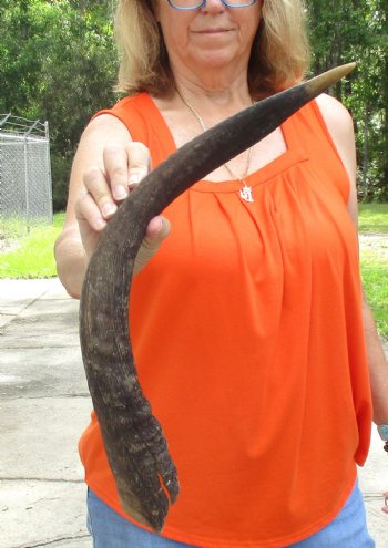 Buy this Craft-Grade 25 inch authentic Nyala Horn for $15
