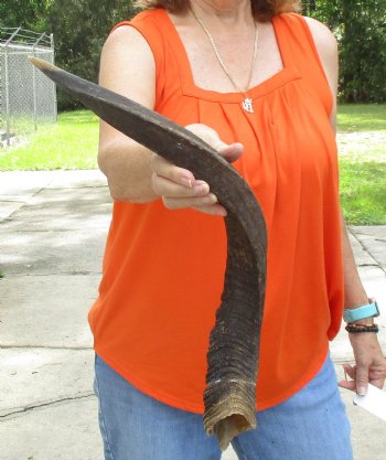 Buy this Craft-Grade 25 inch authentic Nyala Horn for $15