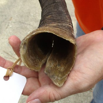 Buy this Craft-Grade 25 inch authentic Nyala Horn for $15